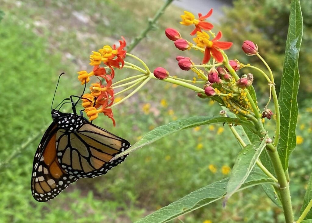 Milkweed with monarch butterfly