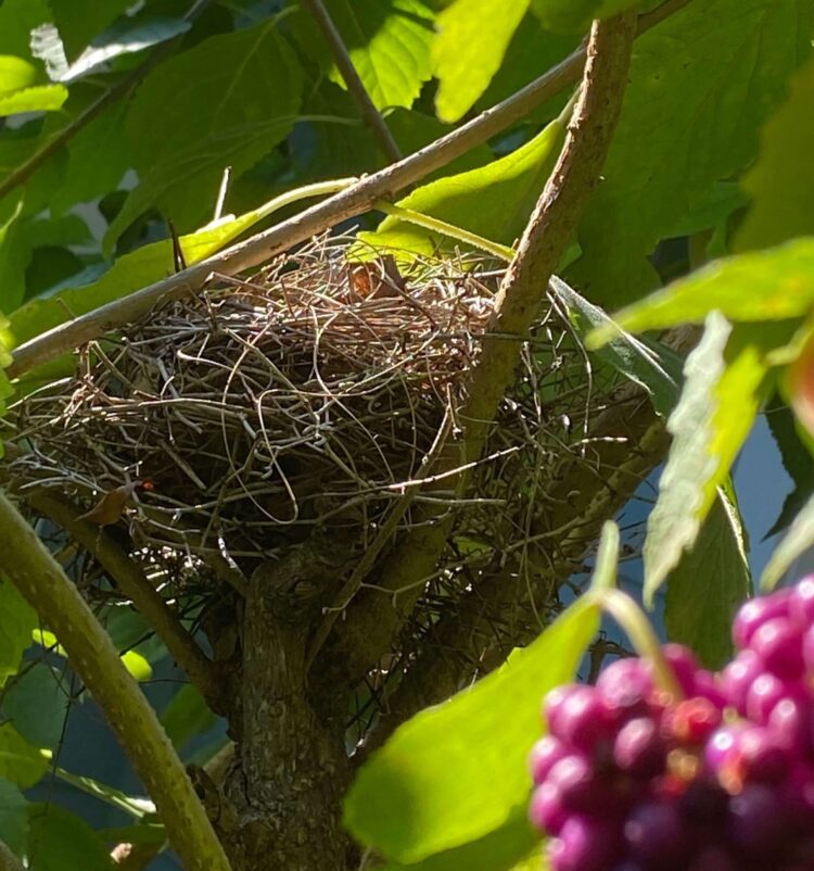 bird nest in beauty berry plant