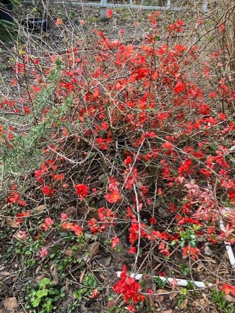 Dwarf Quince