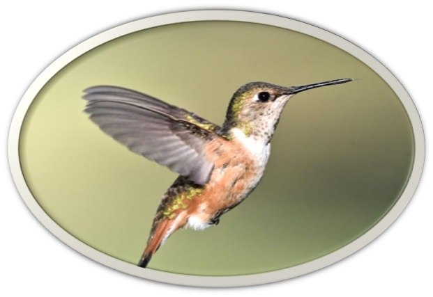 Gardening for Hummingbirds
