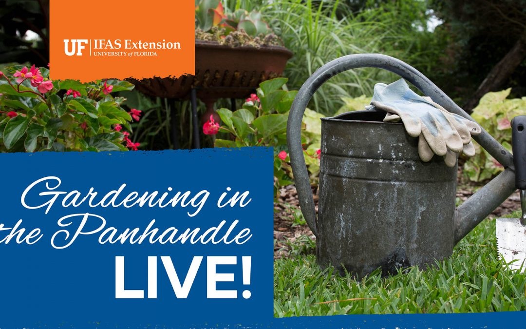 Gardening in the Panhandle LIVE