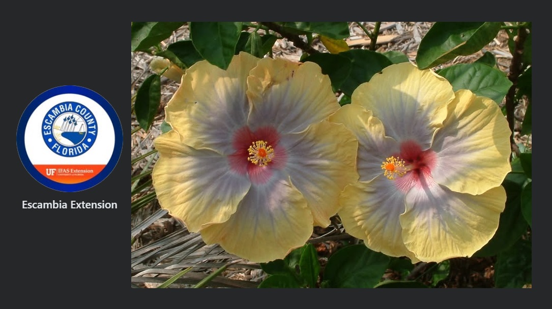 Spring Plant Celebration at Escambia County Extension Office