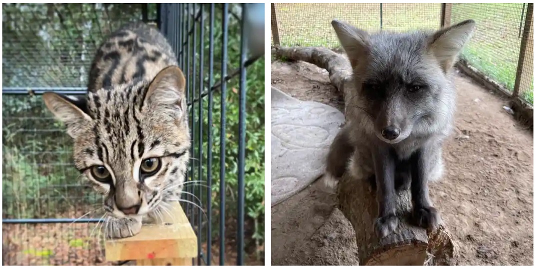 Nocturnal Nights presented by Sunset Wildlife Connection