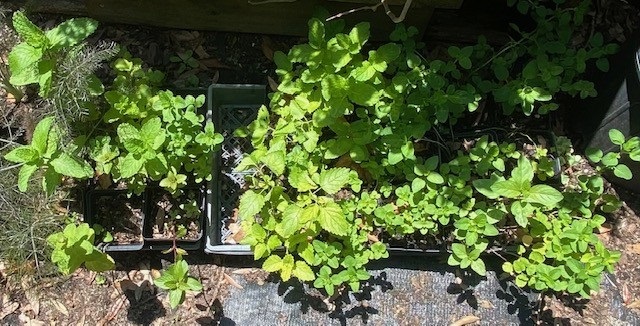 Herbs Presentation