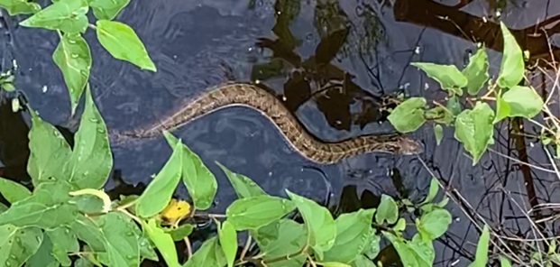 Snakes of Pensacola