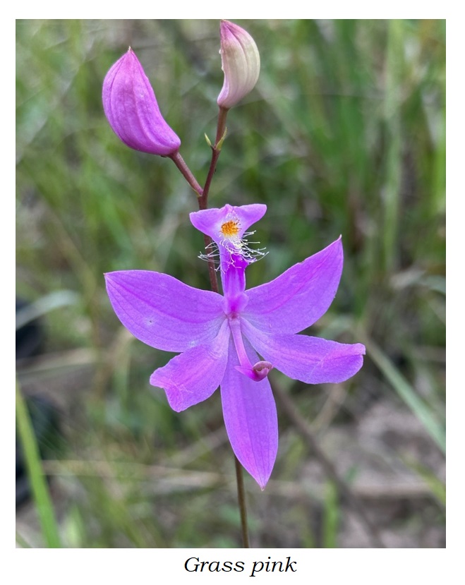 Grass pink