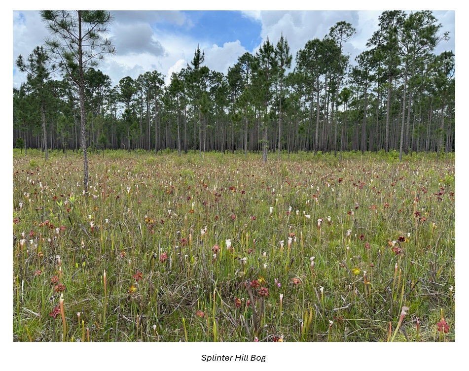 Splinter Hill Bog