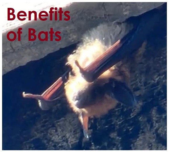 Benefits of Bats