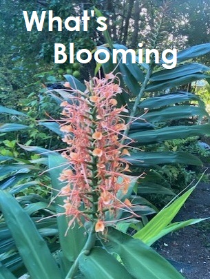 What’s Blooming Sept. ’25