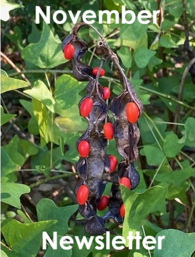 November 2025 Newsletter