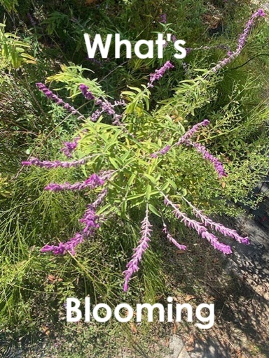 What’s Blooming  Nov. ’25