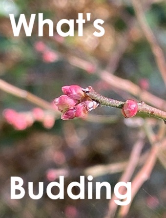 What's budding in Jan 2026