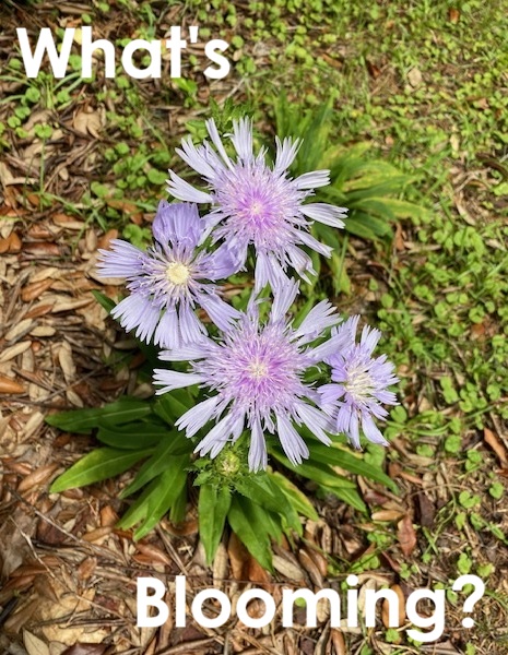 What's Blooming June 2026