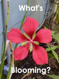 What's Blooming Sept 2026