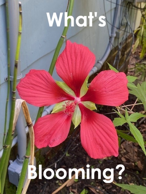 What's Blooming Sept 2026